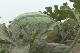 德州平原：年产西瓜5万多吨直供京津冀地区 精细化管理助力打造特色农业品牌图片