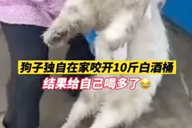 狗狗咬破白酒桶把自己灌醉，只剩眼睛能动！网友：有故事的狗图片