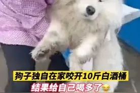 狗狗咬破白酒桶把自己灌醉，只剩眼睛能动！网友：有故事的狗图片