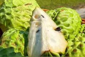 冰淇淋般的软糯口感，湛江释迦果单亩产值能达5万元图片