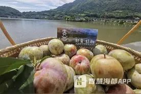 又到梅李飘香时，快来福州永泰嵩口镇“解馋”图片