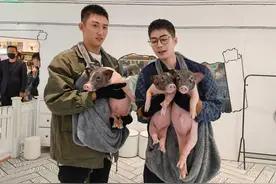 陈学冬与黄景瑜抱宠物猪合影：第一次被这么多猪拱图片