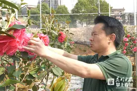 端午至 云南山茶未及绽放先引客图片