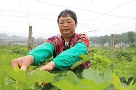 瓮安无花果叶尖茶即将上市图片