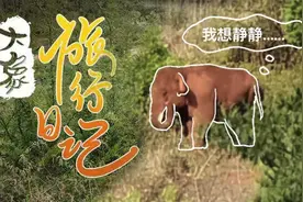 大象旅行日记⑥|想给象大哥打CALL图片