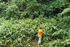 天然野生在深山，片片都是金叶子，鹤峰箬叶大娘一年收入10余万图片