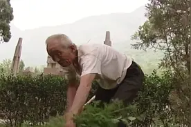 一生守一墓！河北涉县九旬老人义务守护这座墓70载图片
