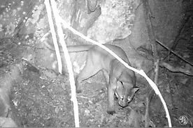 西双版纳首次拍到国家一级保护动金猫影像图片