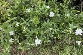 「缘来约会吧」又一年栀子花开，那些校园里的恋爱故事是否在续写图片