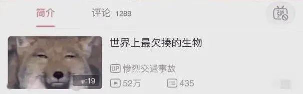 拖家带口什么意思？（它们）