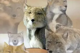 它们，凭本事欠揍图片