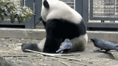 它们，凭本事欠揍