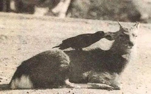 它们，凭本事欠揍