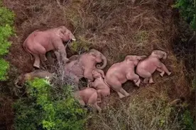 从“战俘”到中国远征军一员 | 一头亚洲象的故事图片