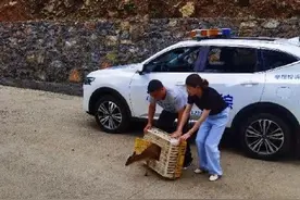 黄麂受伤闯入农户鸡舍 众人联合开展救助图片