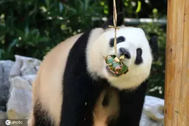 端午节加餐！小动物也吃“粽子”图片