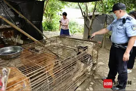 查获疑似非法囤积、贩运犬只点 村民称已存在20年 相关部门：正在开展调查图片