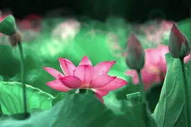 一莲出九药，全身都是宝！花中君子原来有这么多功效图片