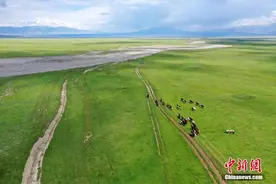 新疆博州：赛里木湖海西草原羊马成群图片