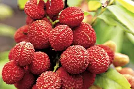 “日啖荔枝三百颗，不辞长做岭南人”其实荔枝不仅味美，还一身是宝图片