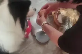 与“粽”不同！宠物也要过端午图片
