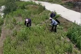 济南一村庄种艾草年产值超百万，村干部：计划扩大种植规模视频封面