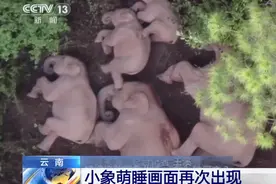 云南小象新睡姿上热搜，真·蹬鼻子上脸！何时能“回家”？专家：大约在冬季图片