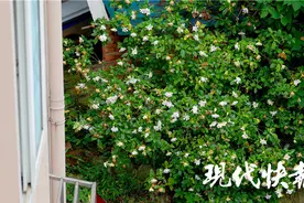 栀子花开，南京专属的夏日香气又来了图片