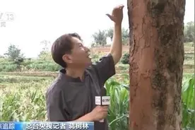 像孩子一样、贪吃点儿没事儿……这是村民眼中的北迁大象图片