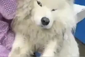 “狗中酒仙”！吉林一萨摩耶咬破酒桶醉倒进医院，呆萌醉态笑哭网友图片