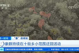 大象“肇事”，定损赔付已启动！象群一路“逛吃”，400多户群众财产受损...图片