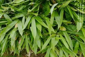 各种粽叶大盘点，你听说过几种？图片