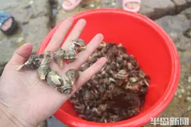 显微镜 | 浪卷海螺上岸“收礼”别忘安全图片