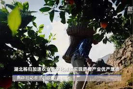 湖北秭归加速农业数字化推动实现脐橙产业优产增收视频封面