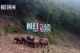 北迁象群曾在普洱两次添丁，当地监测员欲为小象起名图片