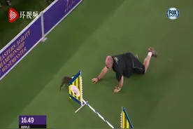 训犬师摔倒险些砸到狗狗 狗狗停下比赛查看主人是否有事图片