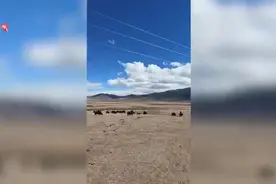 行万里路！单亲爸爸带4岁儿子骑行去拉萨图片