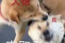 这碗小甜品，竟然是海藻怕热变成的？图片