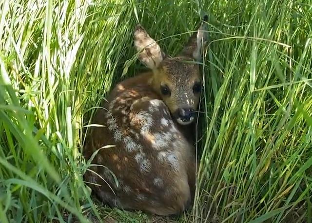 拯救小鹿2逃脱攻略（热成像无人机管大用比利时志愿者从割草机前救出上百头藏着的小鹿）