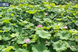 沙湾：满塘荷花香 水韵醉游人图片