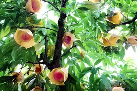 吃口与甜度优于往年 无锡阳山水蜜桃早熟品种上市图片