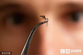 收好这篇驱蚊科普：“蚊”风丧胆，So easy图片