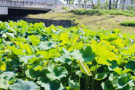夏日里的一池风荷
