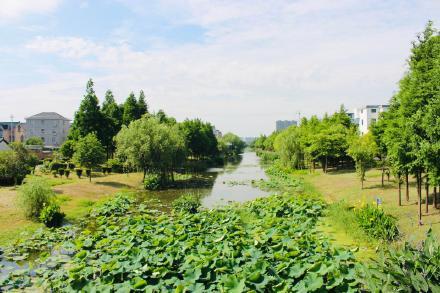 夏日里的一池风荷