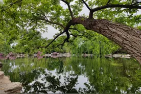 科普 | 既不是枫也不是杨的枫杨图片