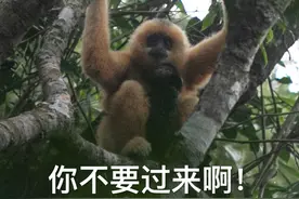 精灵表情包来袭，你被萌到了吗？图片