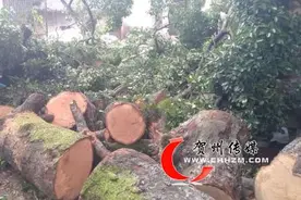 贺州芳林千年古榕树“断臂”图片