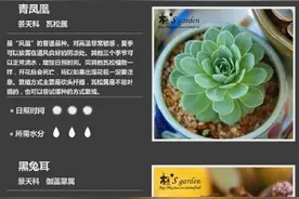 100种多肉植物对照图，再也不愁叫什么名字了图片