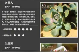 100种多肉植物对照图，再也不愁叫什么名字了图片