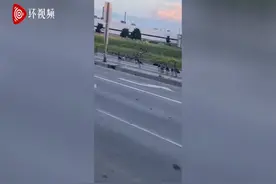 加拿大网友拍到超大一群鹅过马路 队伍太长堵塞交通图片